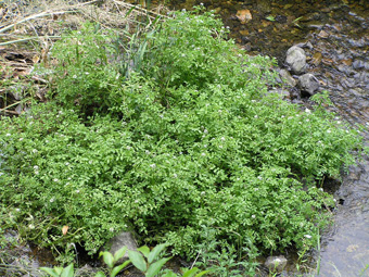 オランダガラシ1