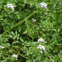 オランダガラシ2