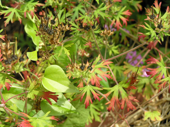 アメリカフウロ1