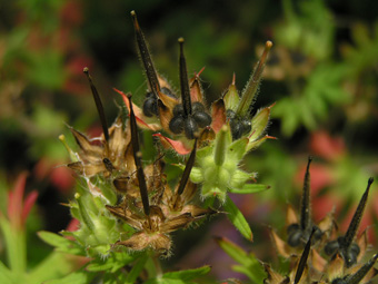 アメリカフウロ2