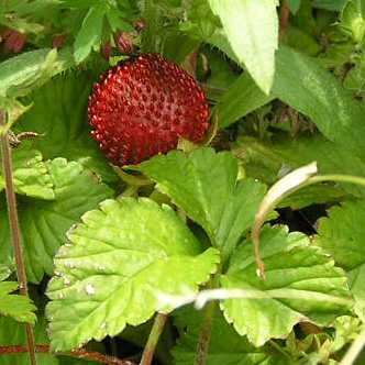 ヘビイチゴ2