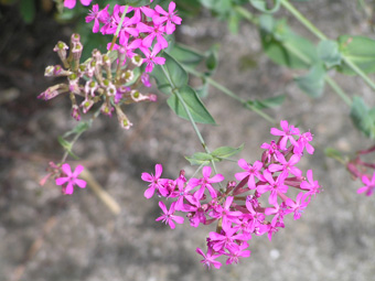 ムシトリナデシコ