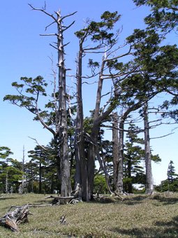 枯れ木1