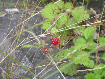 ナワシロイチゴ