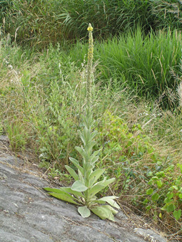 ビロードモウズイカ1