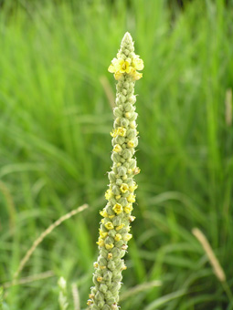 ビロードモウズイカ2