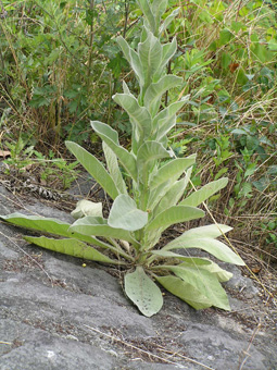 ビロードモウズイカ3