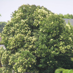 トウネズミモチ1