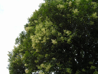 トウネズミモチ2