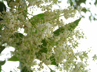 トウネズミモチ3