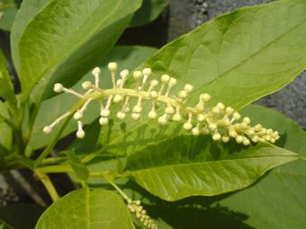 ヨウシュヤマゴボウ