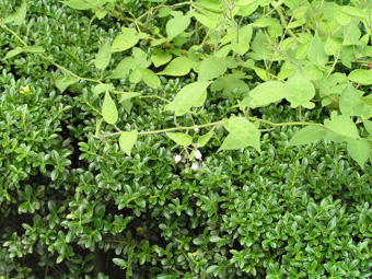 ヒヨドリジョウゴ1