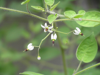 ヒヨドリジョウゴ2