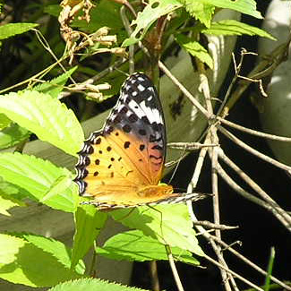 ツマグロヒョウモン