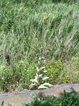 ビロードモウズイカ1