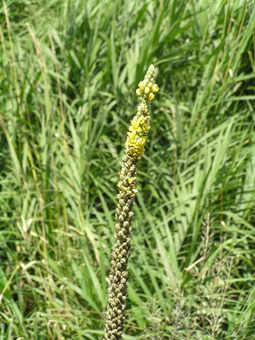 ビロードモウズイカ2