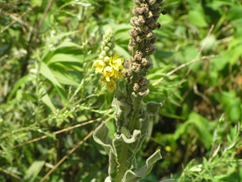 ビロードモウズイカ3