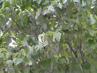 アメリカヤマボウシ1