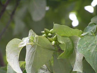 アメリカヤマボウシ2