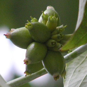 アメリカヤマボウシ3