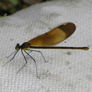 ミヤマカワトンボ1