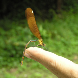 ミヤマカワトンボ2