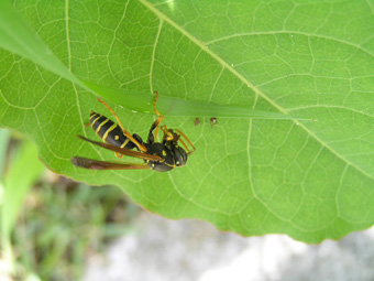 フタモンアシナガバチ