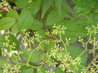 セグロアシナガバチ1