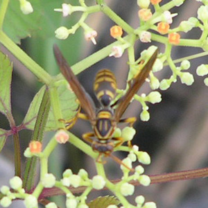 セグロアシナガバチ2