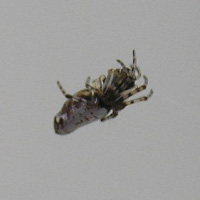 ギンメッキゴミグモ1