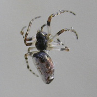 ギンメッキゴミグモ2