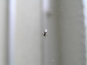 ギンメッキゴミグモ3