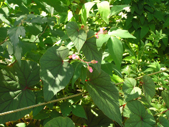 シュウカイドウ1