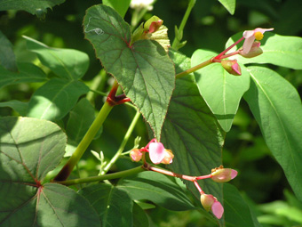 シュウカイドウ2