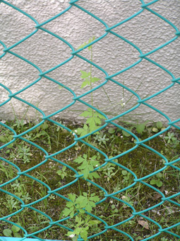 フウセンカズラ1