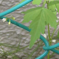 フウセンカズラ2