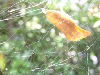 蜘蛛の巣