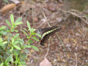 アオスジアゲハ