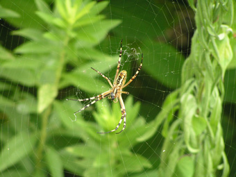 ナガコガネグモ1