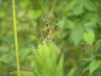 ナガコガネグモ2