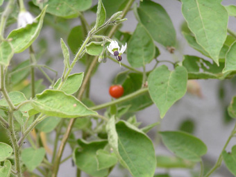 ヒヨドリジョウゴ1