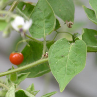 ヒヨドリジョウゴ2