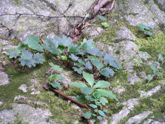 ダイモンジソウ