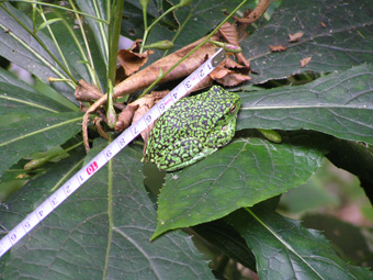 モリアオガエル