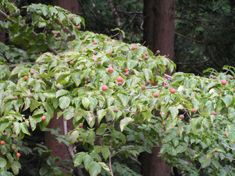 ヤマボウシ1