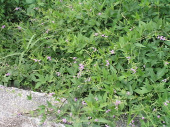 アレチヌスビトハギ1