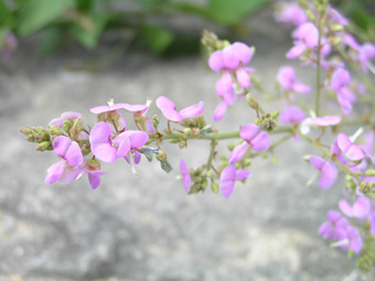 アレチヌスビトハギ2