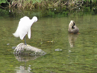 コサギとカルガモ