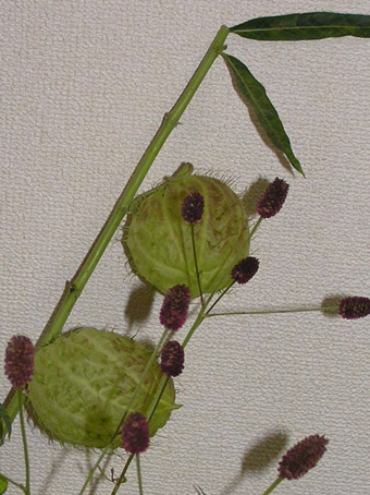 フウセントウワタ1