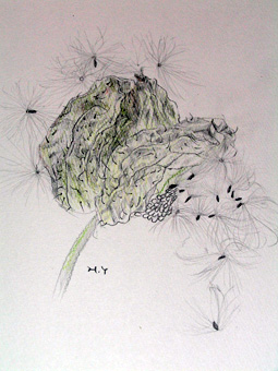 フウセントウワタ3